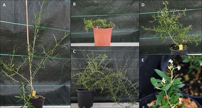 Effect of heterologous expression of FT gene from Medicago truncatula in growth and flowering behavior of olive plants